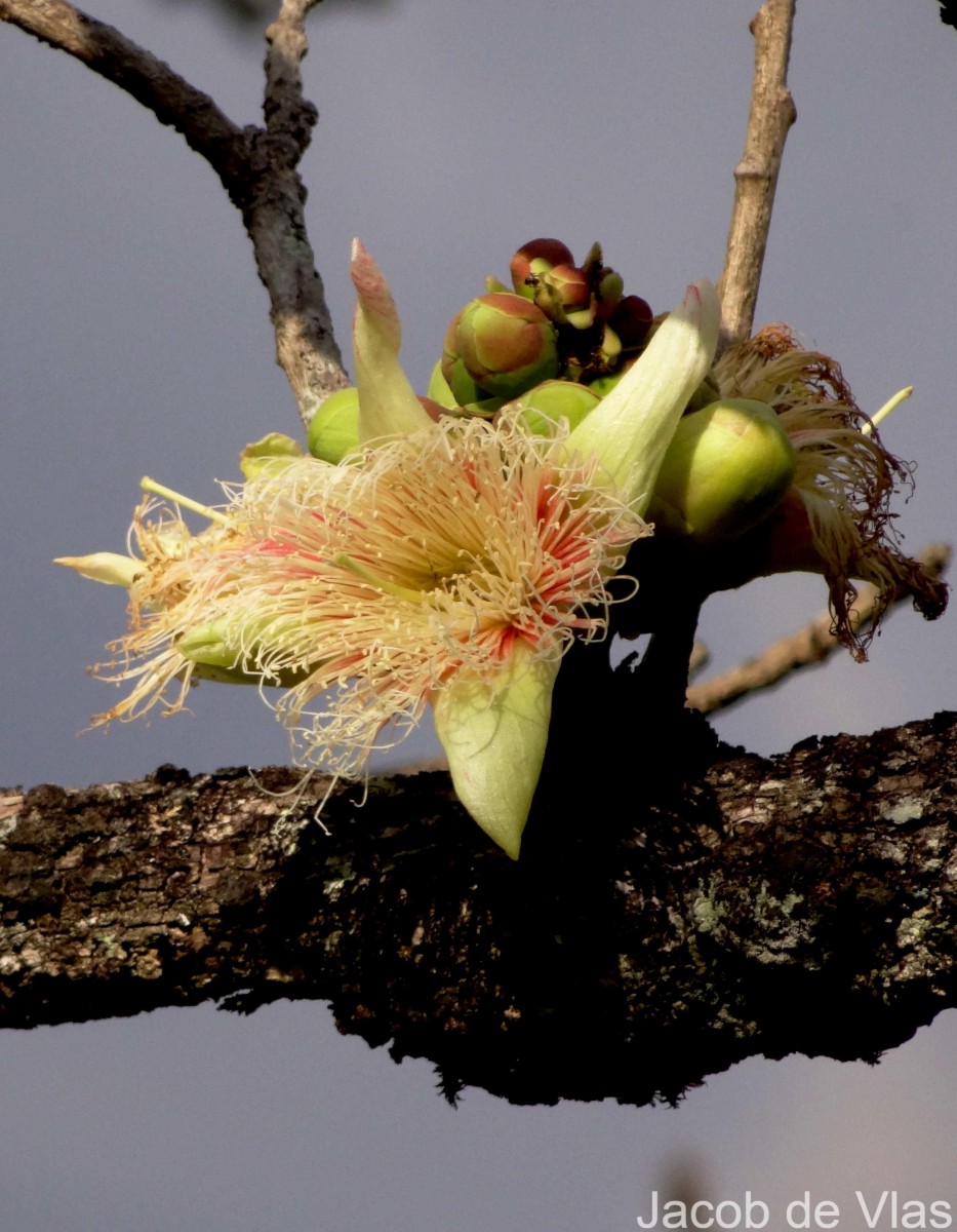 Careya arborea Roxb.